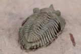 Pseudocryphaeus (Cryphina) Trilobite - Lghaft, Morocco #301717-5